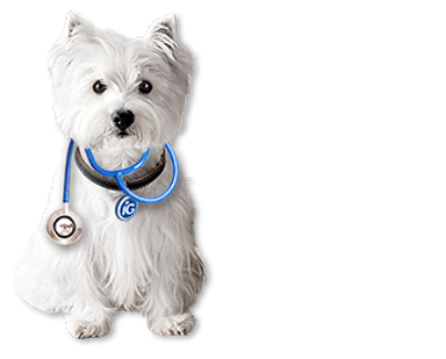 Dr. iG